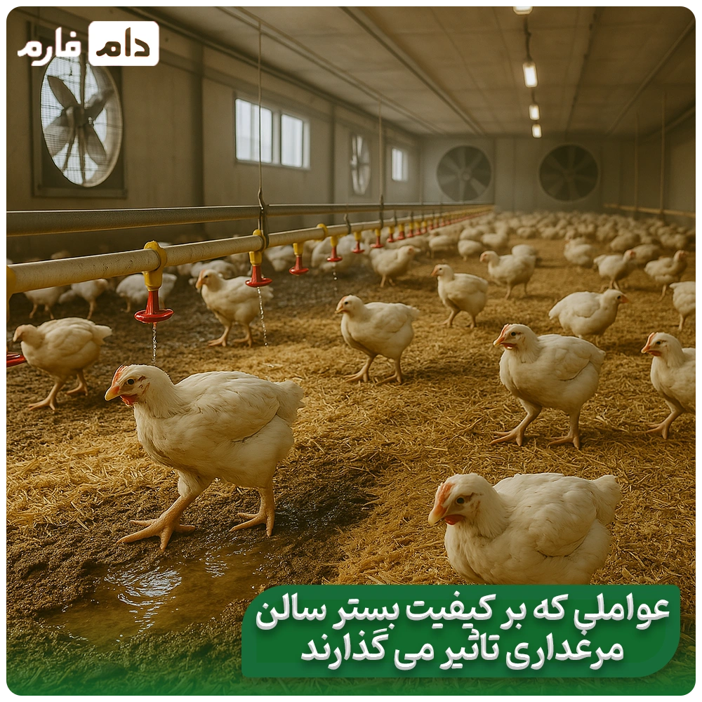 Litter-quality-in-the-performance-of-broiler-chickens