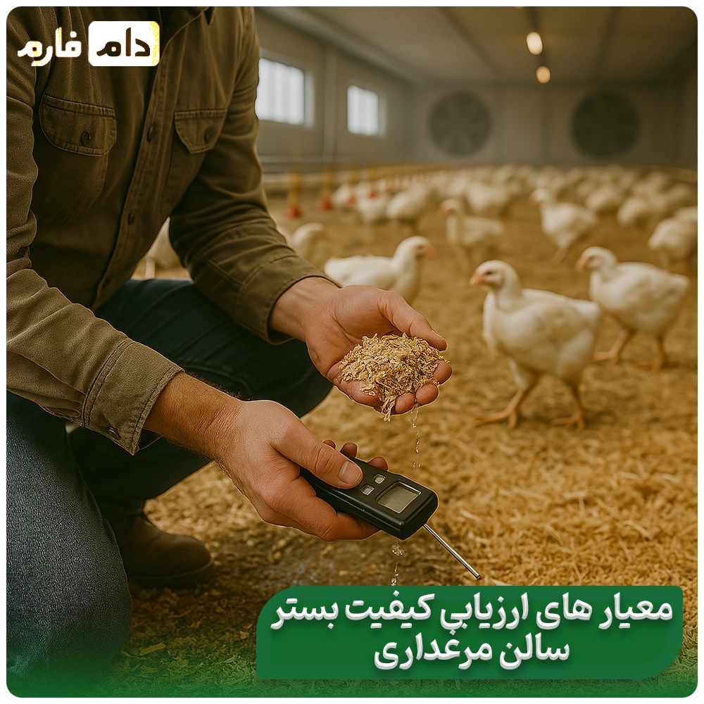 Litter-quality-in-the-performance-of-broiler-chickens