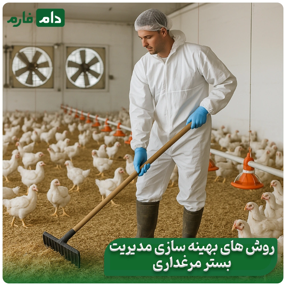 Litter-quality-in-the-performance-of-broiler-chickens