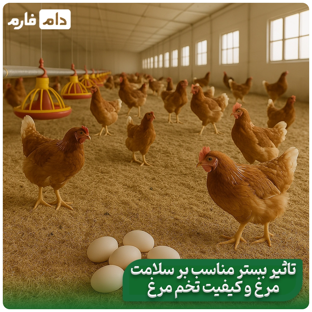 Litter-quality-in-the-performance-of-broiler-chickens