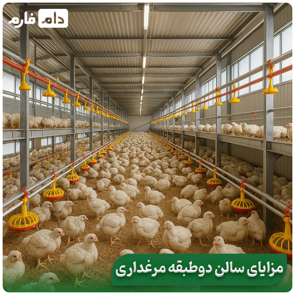 A-comprehensive-review-of-the-advantages-and-disadvantages-of-two-story-poultry-houses