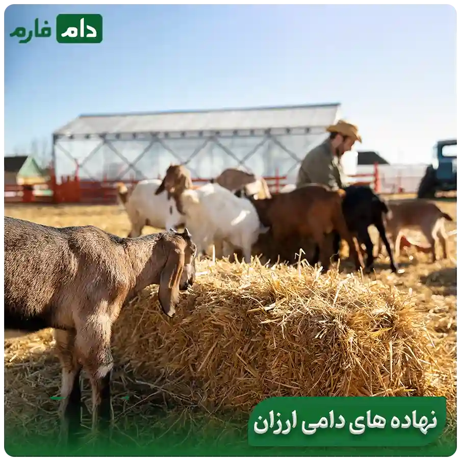 How-are--livestock--institutions--provided