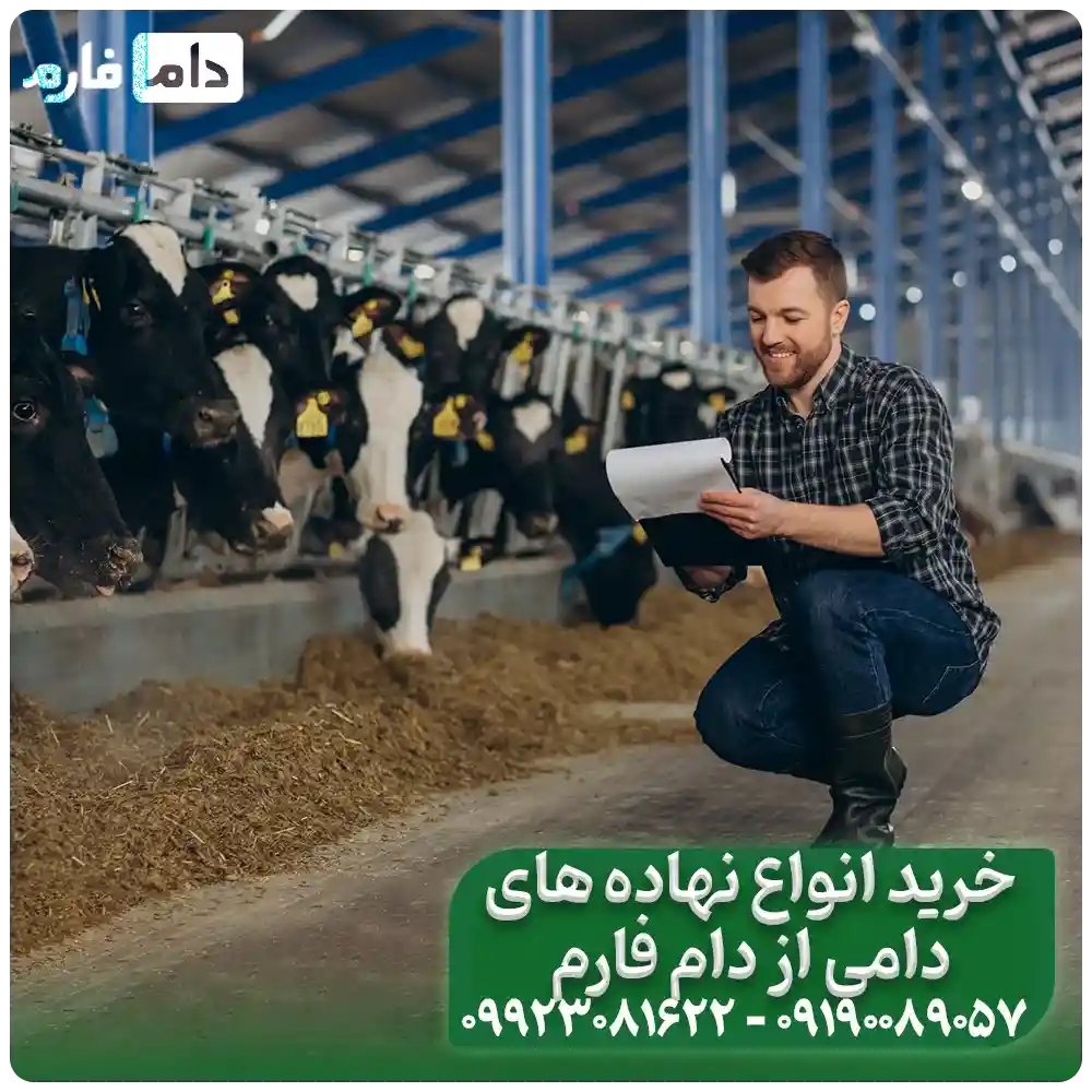 How-are--livestock--institutions--provided