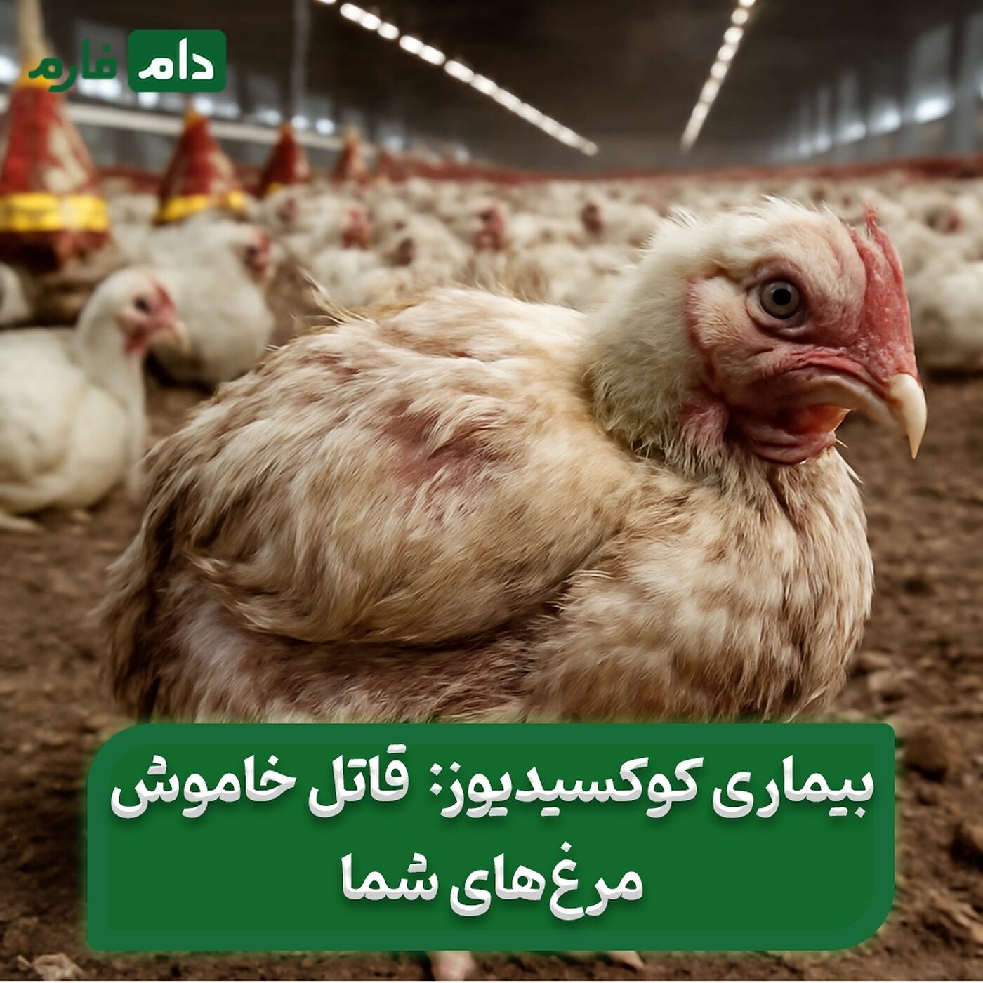 بیماری_کوکسیدیوز_مرغی:_پیشگیری،_تشخیص_و_راه_های_درمان_قطعی_کوکسیدیوز