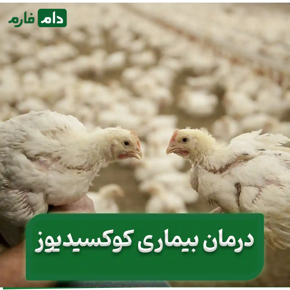 Coccidiosis-disease-in-poultry