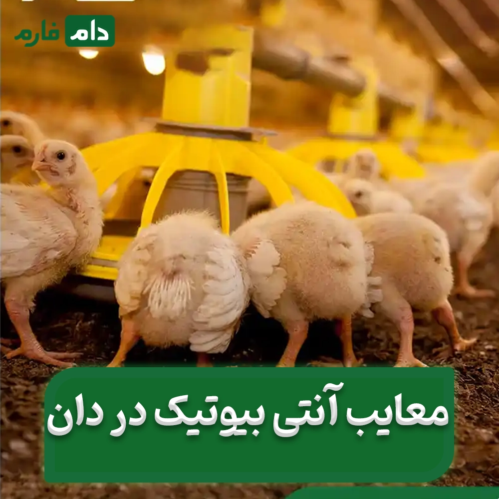 Antibiotics-in-water-or-feed-The-wrong-method-can-destroy-production