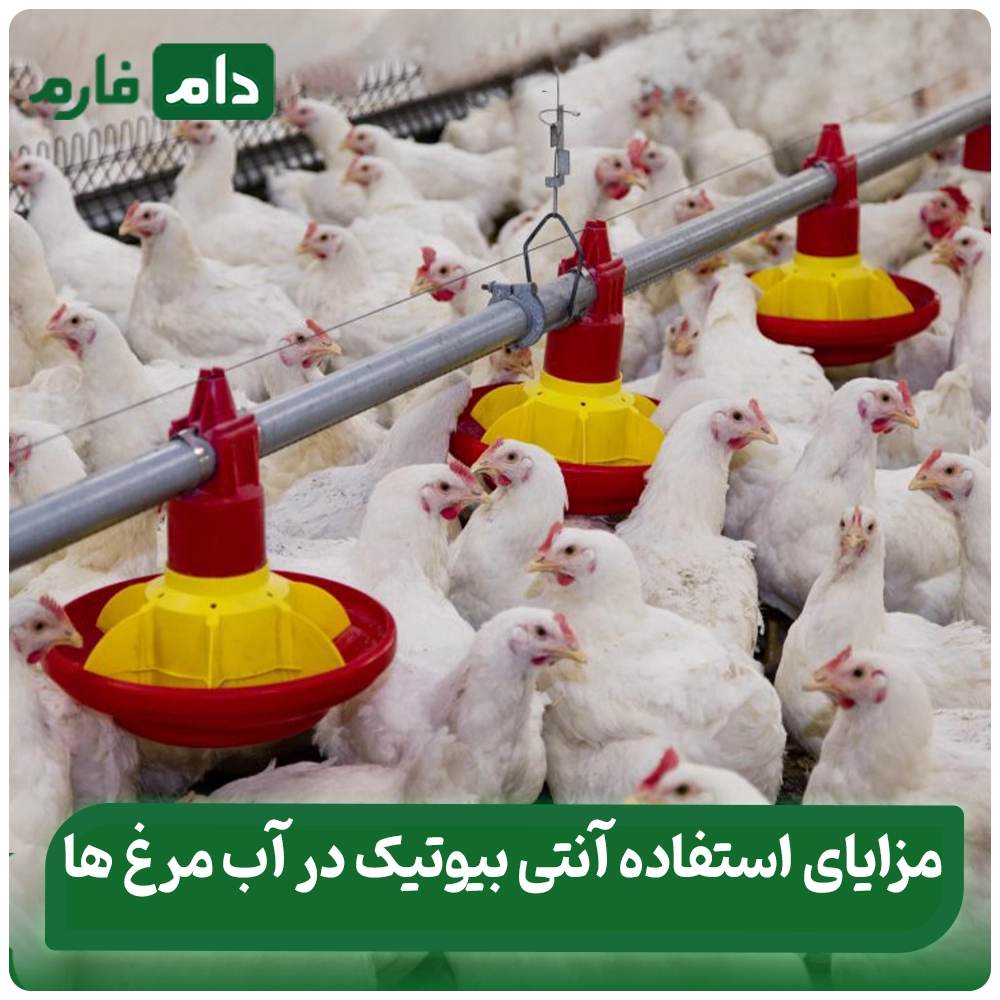 Antibiotics-in-water-or-feed-The-wrong-method-can-destroy-production