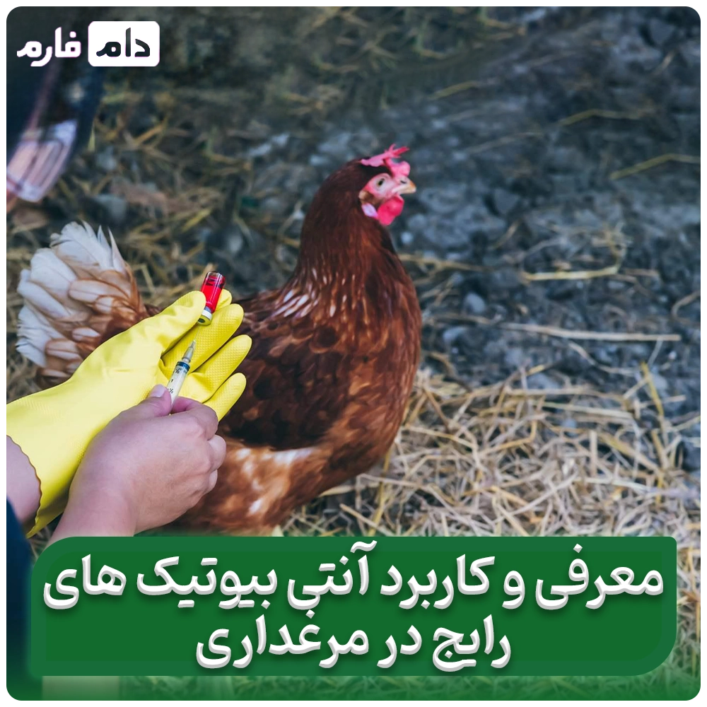 Antibiotics-in-water-or-feed-The-wrong-method-can-destroy-production