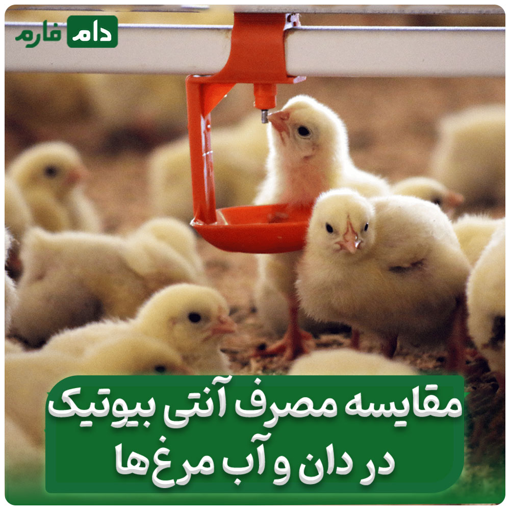 _آنتی‌بیوتیک_در_آب_یا_دان؟_روش_اشتباه_می‌تواند_تولید_را_نابود_کند