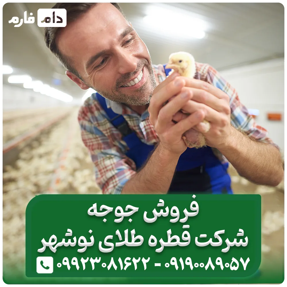 فروش_جوجه_یک_روزه_شرکت_قطره_طلای_نوشهر_09190089057
