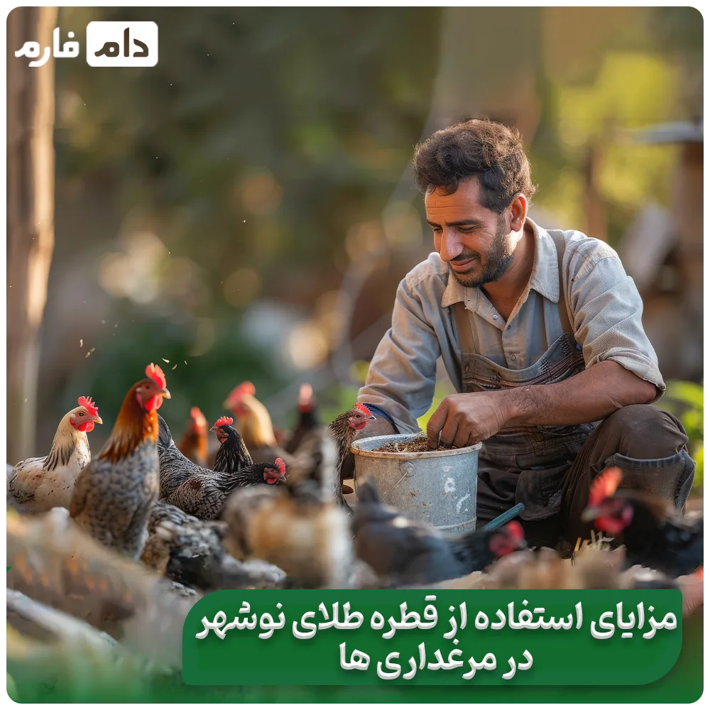 Selling-one-day-old-chicks-from-Qatra-Gold-Company-in-Nowshahr