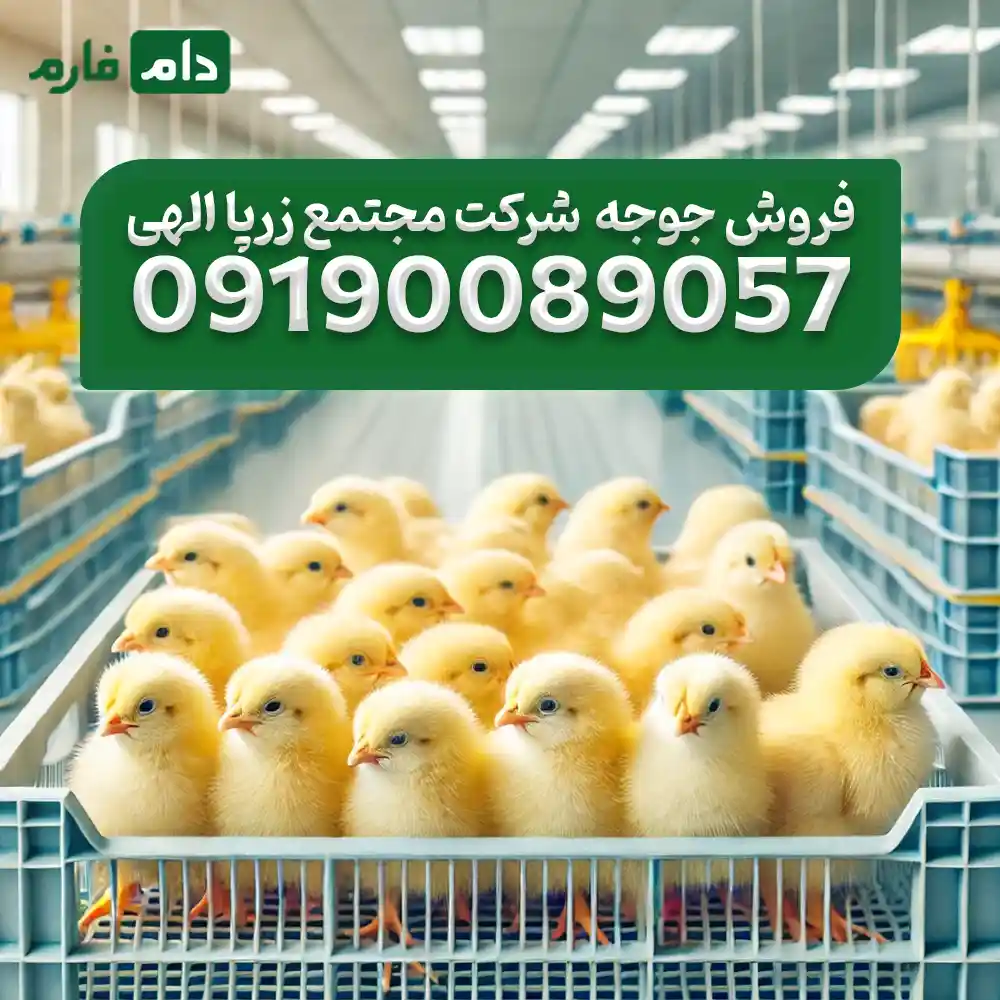 فروش_جوجه_یک_روزه_شرکت_مجتمع_زرپا_الهی_09190089057