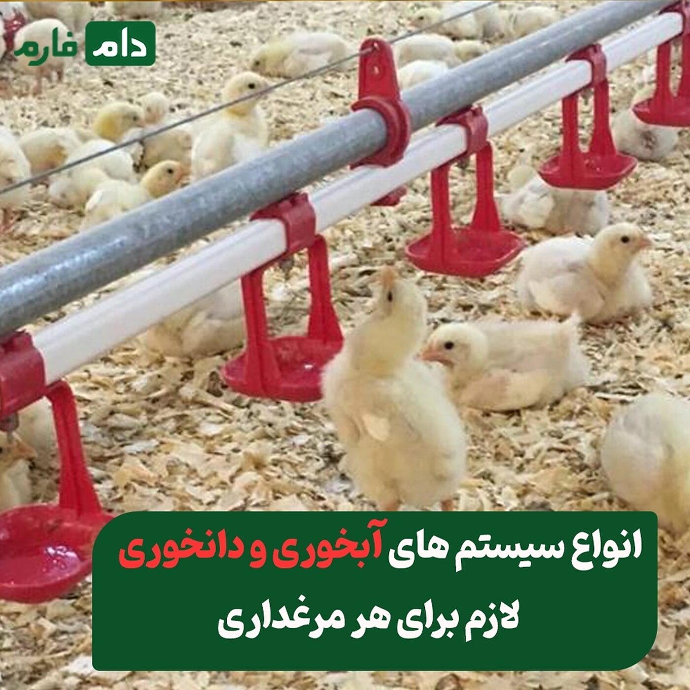 سیستم‌_های_آبخوری_و_دانخوری_لازم_برای_هر_مرغداری