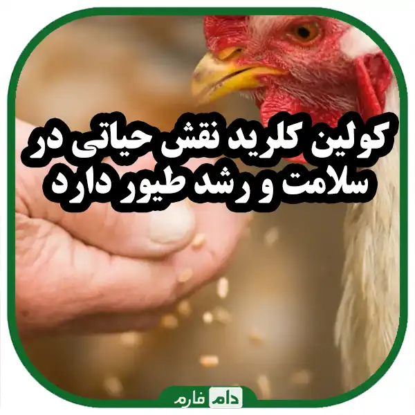 Choline-chloride-and-its-effect-on-the-growth-of-broiler-chickens