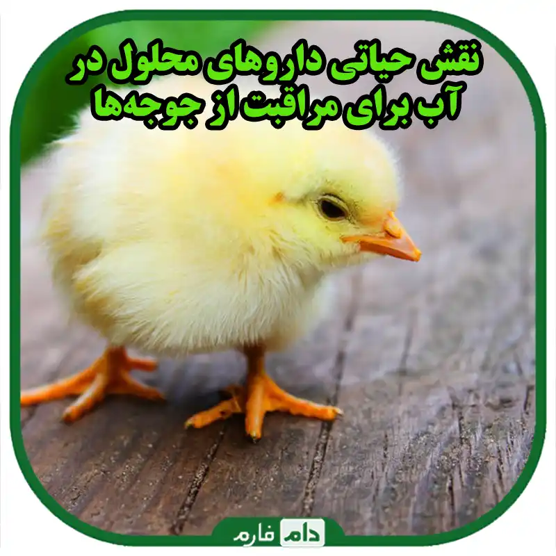 چند_روش_صحیح_استفاده_از_داروهای_محلول_در_آب_برای_جوجه‌_ها