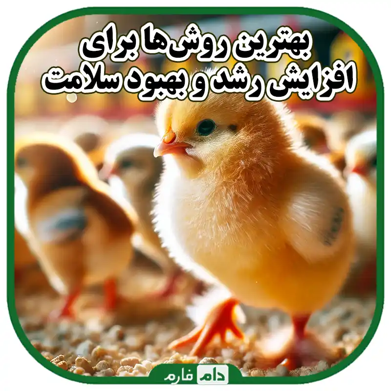 روش‌های_موثر_برای_افزایش_رشد_و_سلامت_جوجه‌های_یک‌‌_روزه