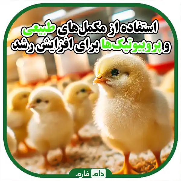 Effective-methods-to-increase-the-growth-and-health-of-day-old-chicks