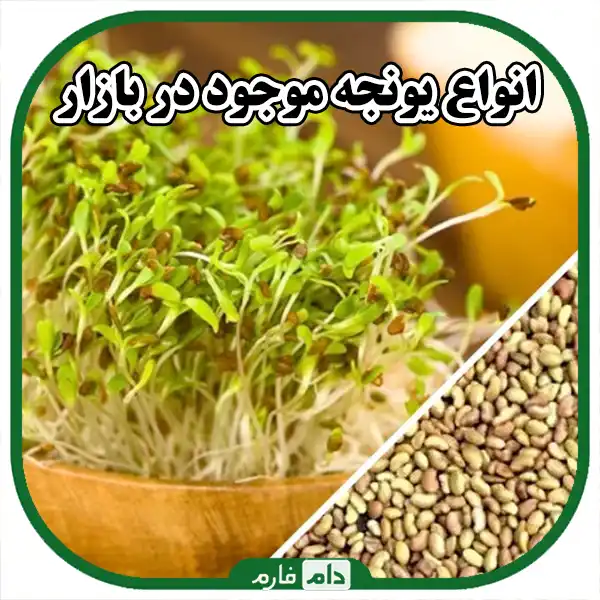Sale-of-quality-hay-from-Dom-Farm