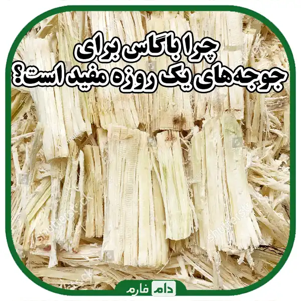 Sale-of-quality-bagasse-from-Dom-Farm