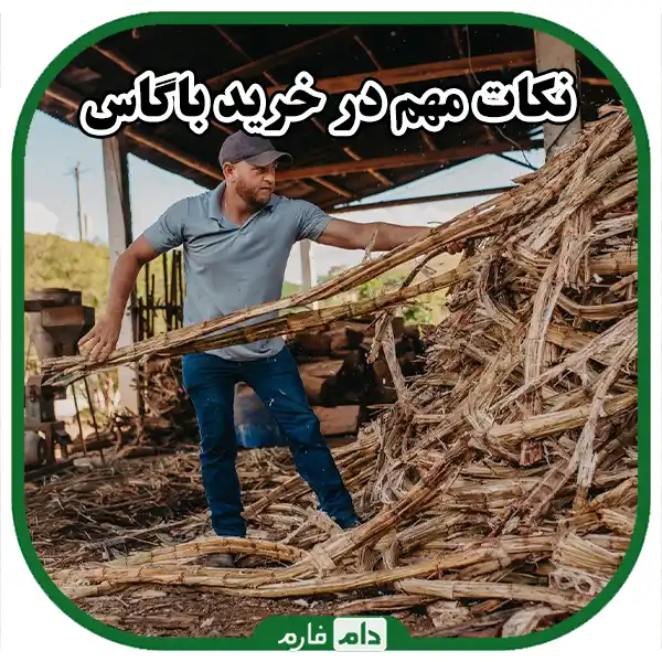 Sale-of-quality-bagasse-from-Dom-Farm