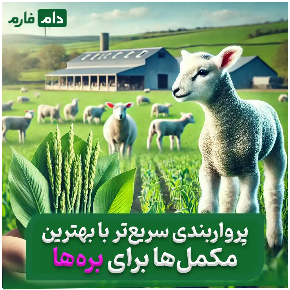 بهترین_مکمل_برای_بره_پرواری_:_راهنمای_ساده_برای_رشد_سریع‌تر_بره‌ها
