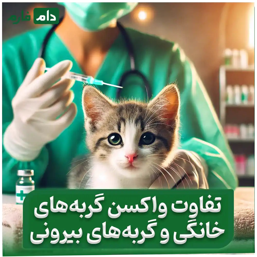 Why-is-it-necessary-to-vaccinate-cats-6-definite-reasons-for-vaccination