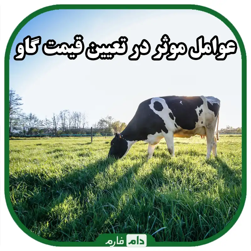 قیمت_گاو_بر_چه_اساسی_تعیین_می‌شود؟