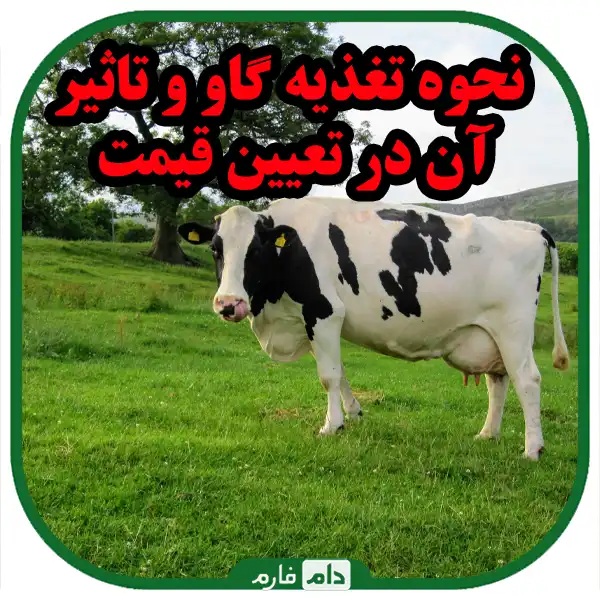 On-what-basis-is-the-price-of-cattle-determined