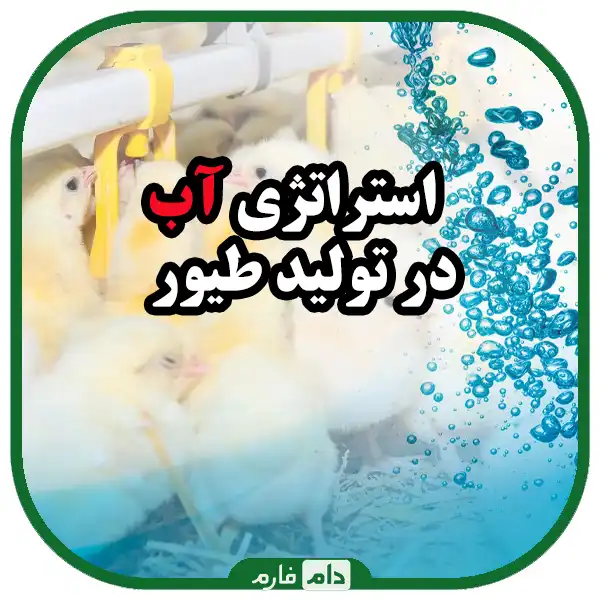 استراتژی_آب_در_تولید_طیور