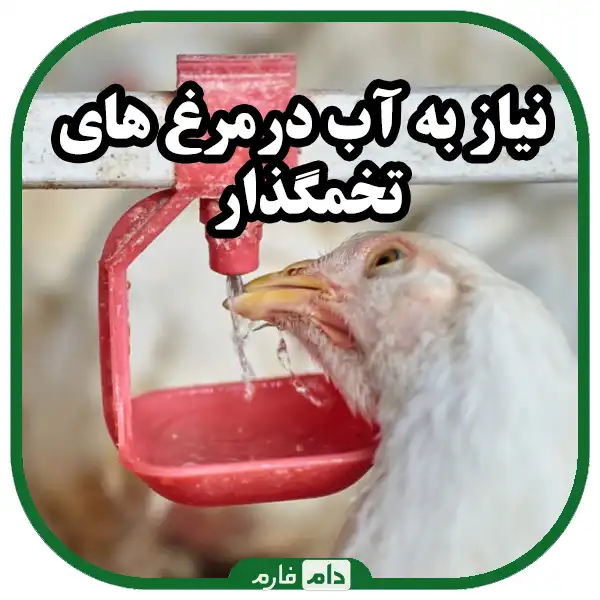 Drinking-water-strategy-in-poultry-production