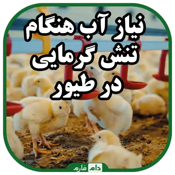 Drinking-water-strategy-in-poultry-production