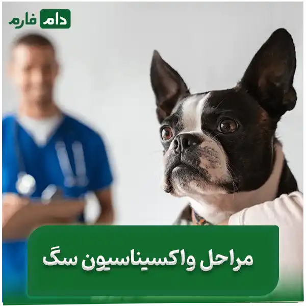 Why-is-it-vital-to-vaccinate-your-dog-A-comprehensive-guide-for-dog-owners