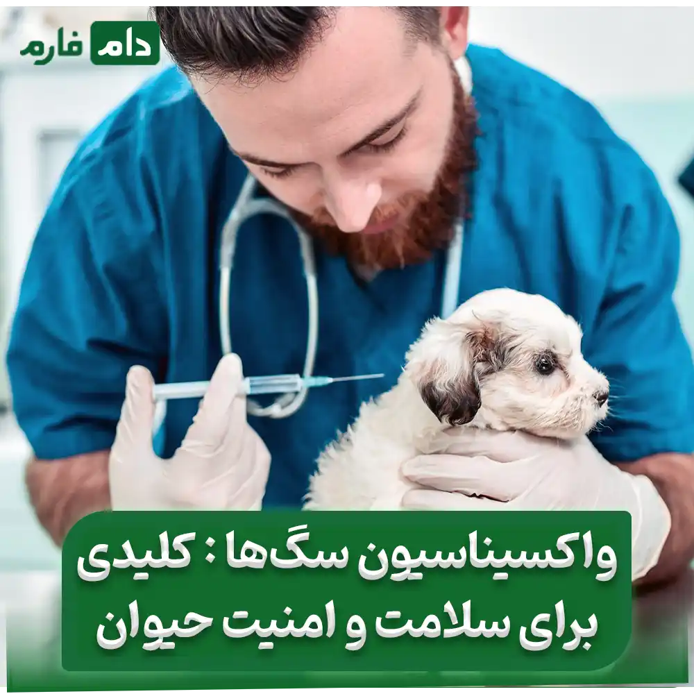 چرا_واکسیناسیون_سگ_شما_حیاتی_است؟_راهنمای_جامع_برای_صاحبان_سگ‌ها