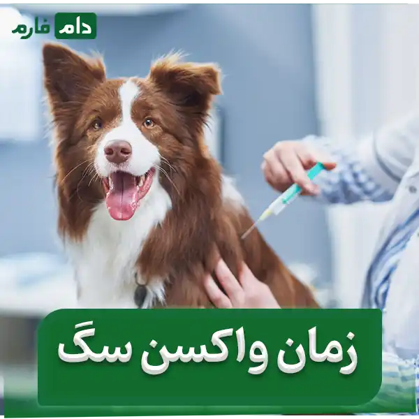 Why-is-it-vital-to-vaccinate-your-dog-A-comprehensive-guide-for-dog-owners