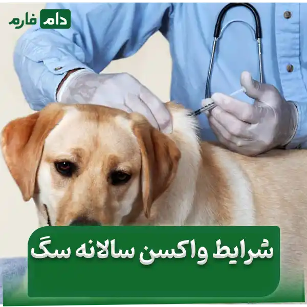 Why-is-it-vital-to-vaccinate-your-dog-A-comprehensive-guide-for-dog-owners