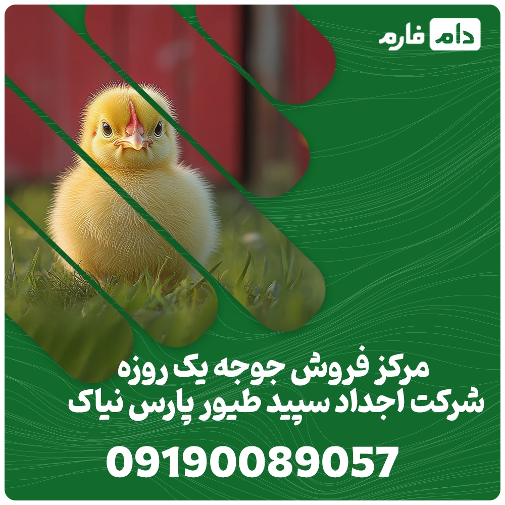فروش_جوجه_یک_روزه_شرکت_اجداد_سپید_طیور_پارس_نیاک09190089057