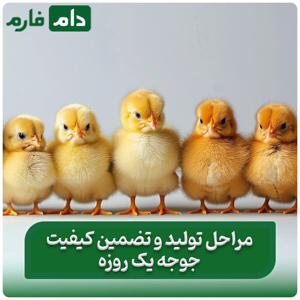 Selling-one-day-old-chicks-from-Ajdad-Sepid-Poultry-Company,-Pars-Niak