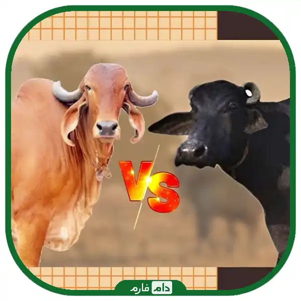 Cow-milk-vs-buffalo-milk-which-is-healthier-for-you