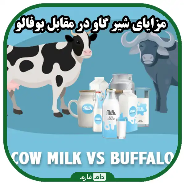 Cow-milk-vs-buffalo-milk-which-is-healthier-for-you