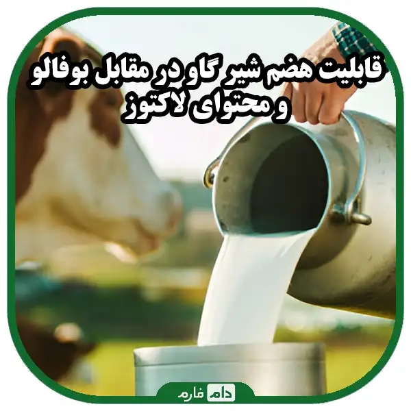 Cow-milk-vs-buffalo-milk-which-is-healthier-for-you