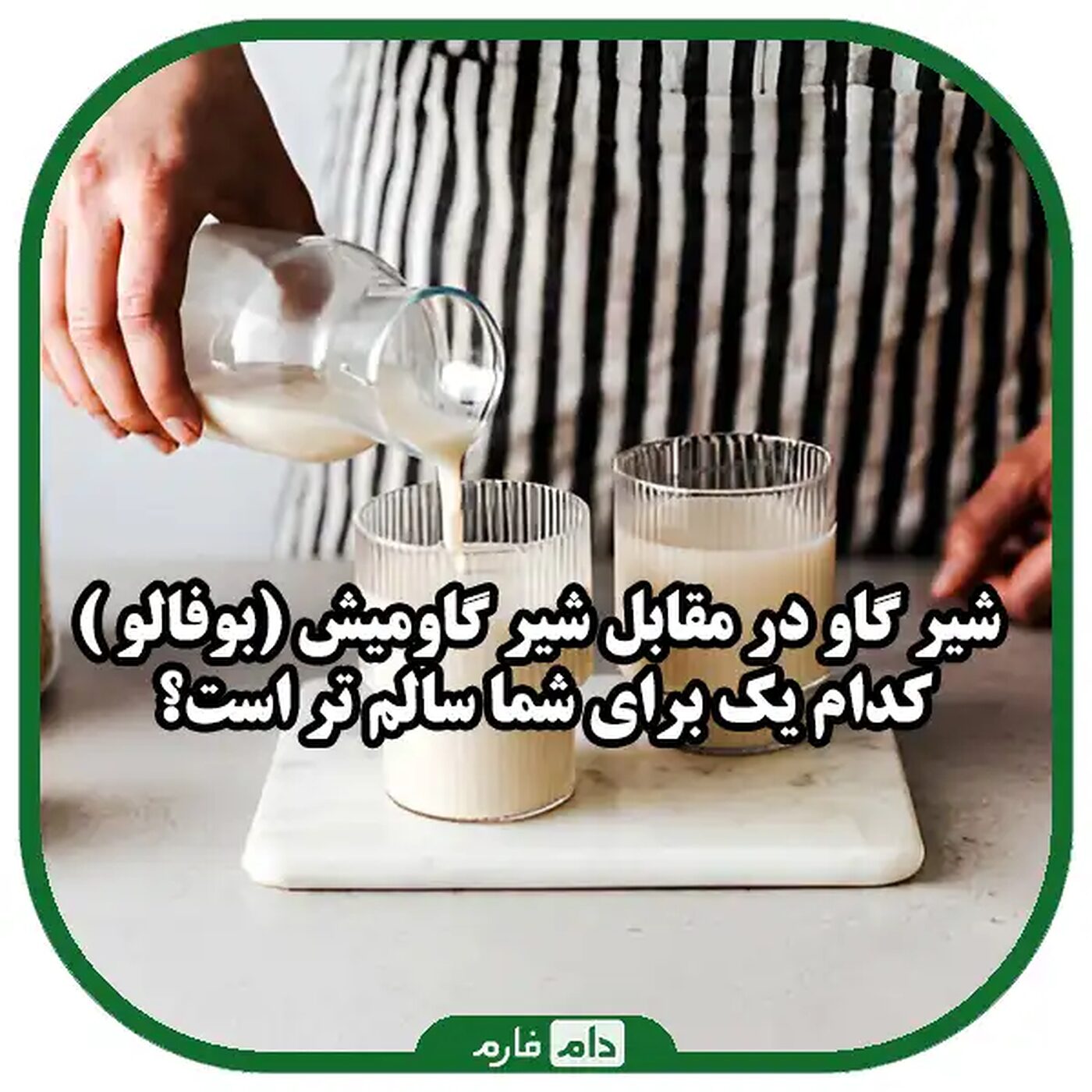 شیر_گاو_در_مقابل_شیر_گاومیش_(بوفالو_)_-_کدام_یک_برای_شما_سالم_تر_است؟