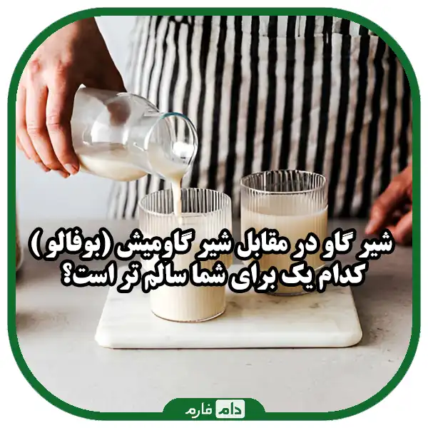 شیر_گاو_در_مقابل_شیر_گاومیش_(بوفالو_)_-_کدام_یک_برای_شما_سالم_تر_است؟