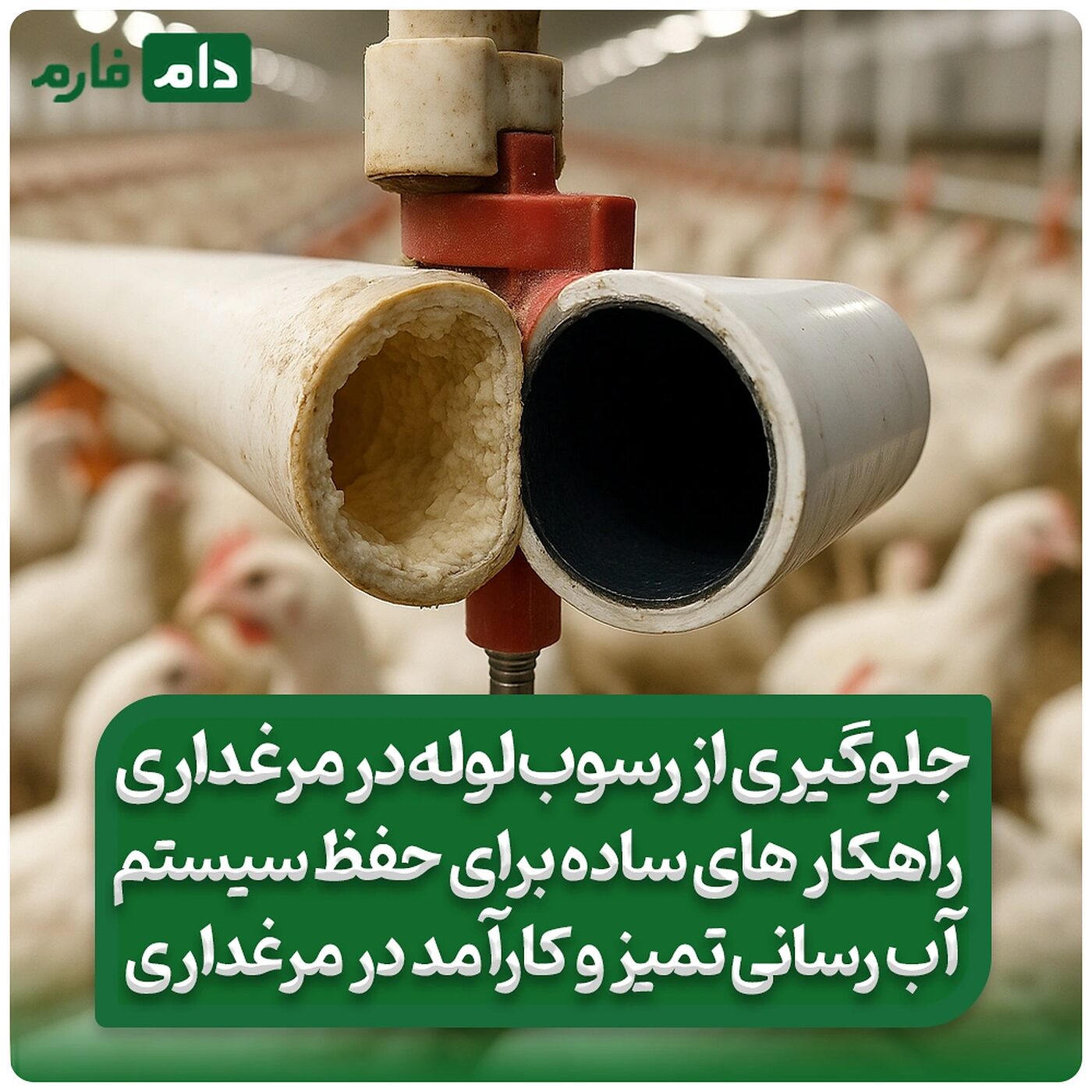 جلوگیری_از_رسوب_لوله_در_مرغداری_|_راهکار_های_ساده_برای_حفظ_سیستم_آب_رسانی_تمیز_و_کارامد_در_مرغداری