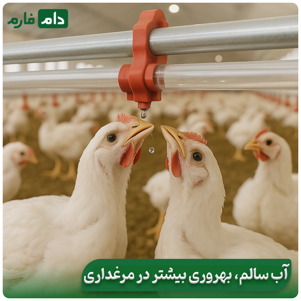 Preventing-Pipe-Sedimentation-in-Poultry-Farms-|-Simple-Ways-to-Maintain-a-Clean-and-Efficient-Water-Supply-System-in-Poultry-Farms