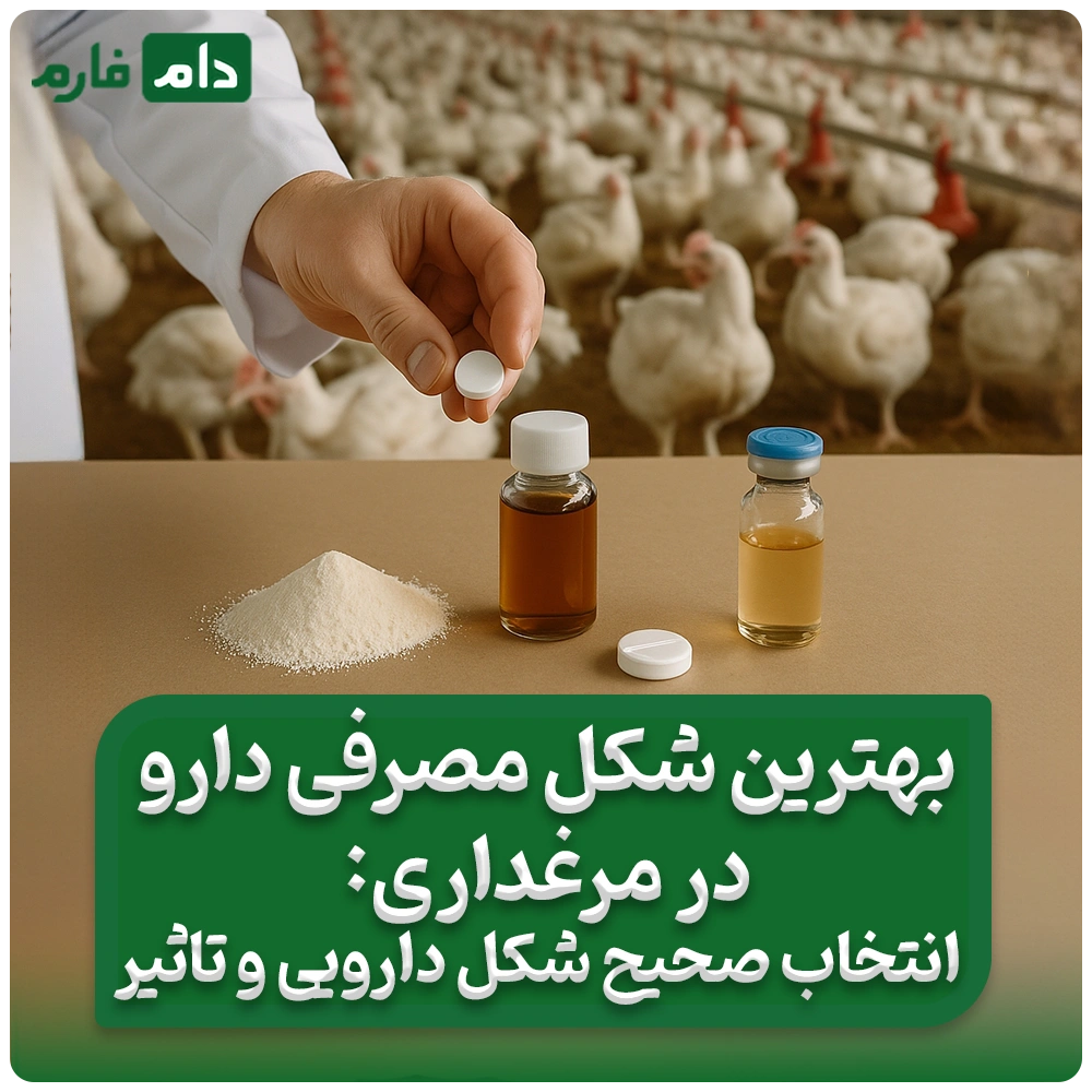 بهترین_شکل_مصرفی_دارو_در_مرغداری‌ها:_انتخاب_صحیح_شکل_دارویی_و_تأثیر_آن