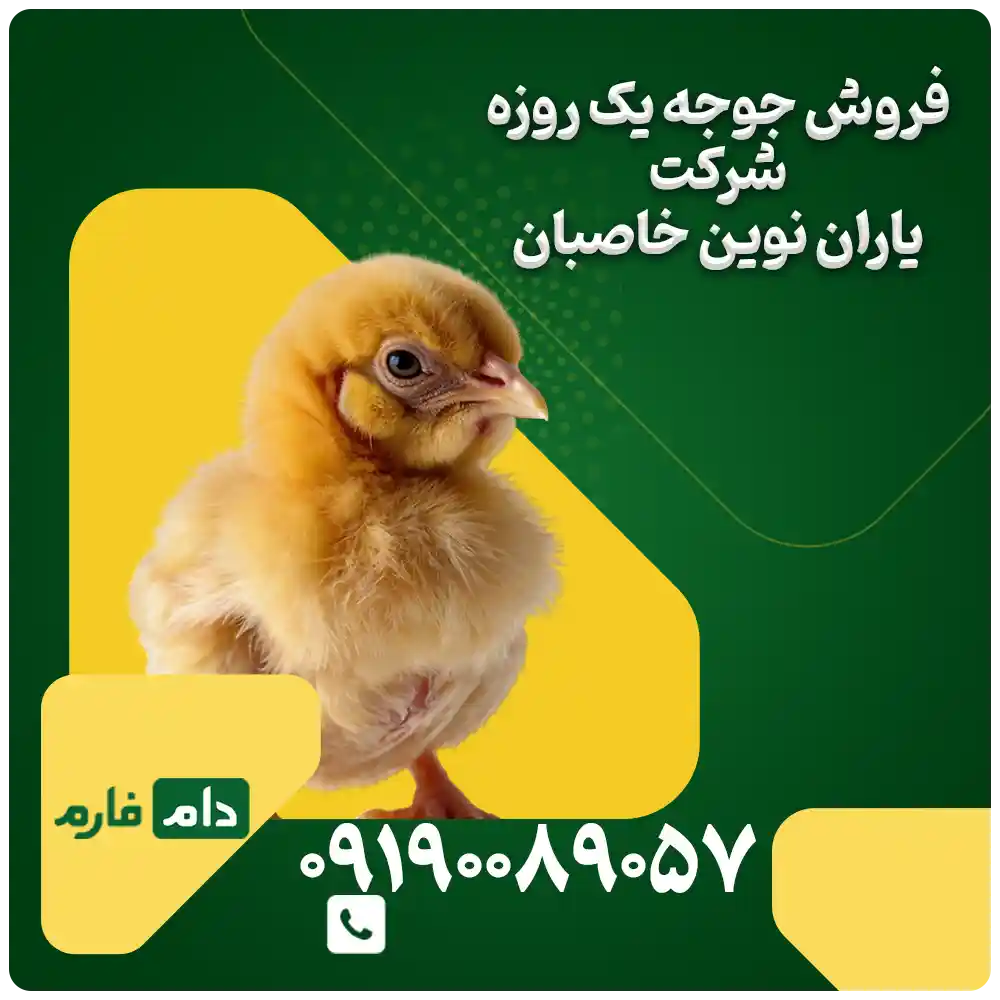 فروش_جوجه_یک_روزه_شرکت_یاران_نوین_خاصبان09190089057