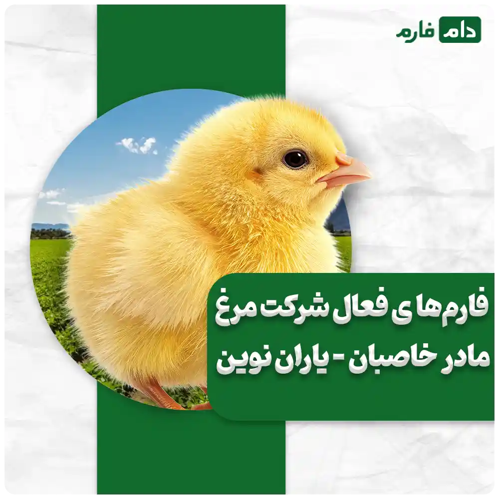 Selling-onedayold-chicks-from-Yaran-Novin-Khasban-Company-09190089057