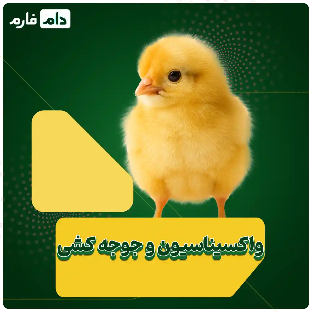 Selling-onedayold-chicks-from-Yaran-Novin-Khasban-Company-09190089057