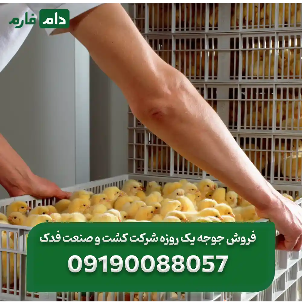 فروش_جوجه_یک_روزه_شرکت_کشت_و_صنعت_فدک_09190088057