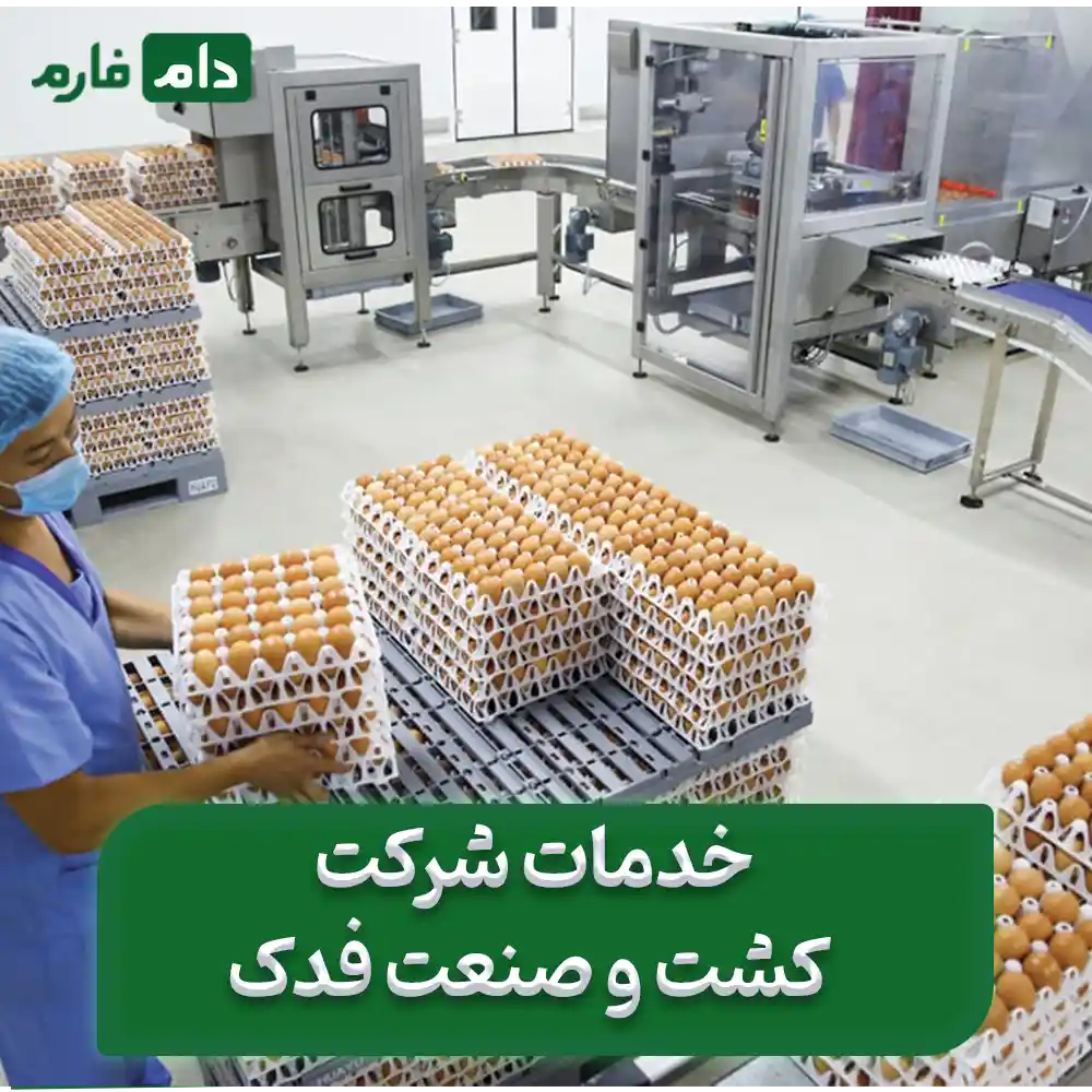 Selling-one-day-old-chicks-from-Fadak-Agriculture-and-Industry-Company